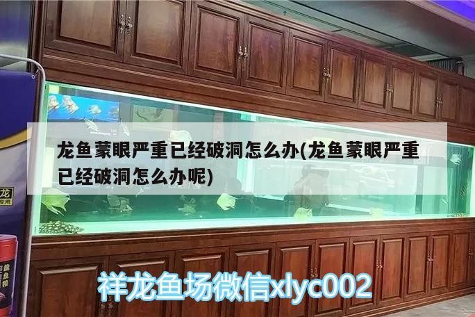 銀龍魚繁殖需要什么條件（金龍魚和銀龍魚可以繁殖么）