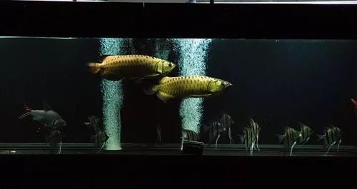 龍魚爬背期間需要換缸嗎？ 龍魚爬背期間需要換缸嗎？ 龍魚論壇 第7張