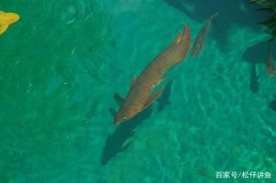有哪些方法可以緩解龍魚側游，如何緩解龍魚側游