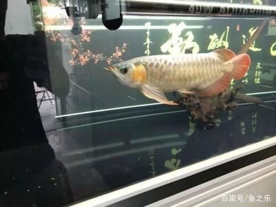 龍魚身體突然變彎了（龍魚身體突然變彎可能由多種因素引起）