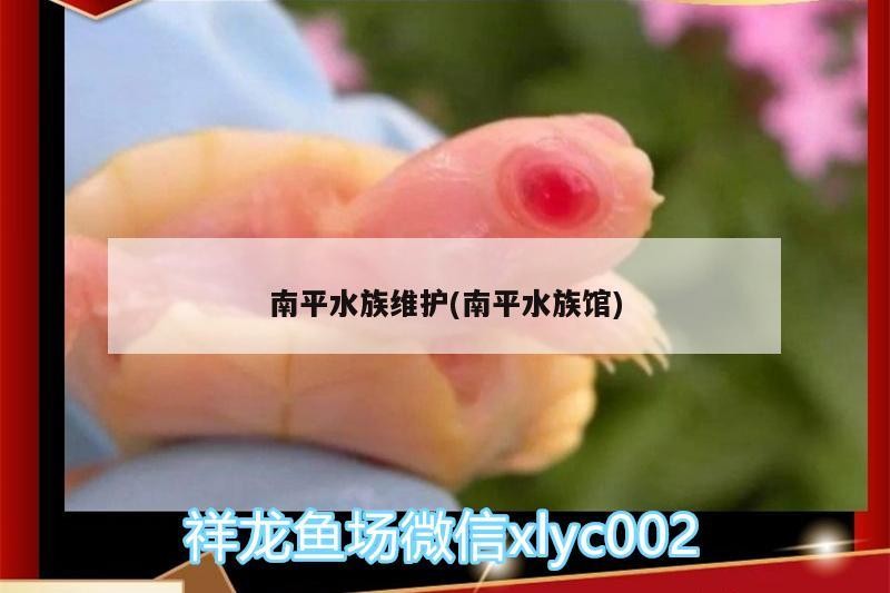 <strong><mark>南平</mark></strong>水族維護(<strong><mark>南平</mark></strong>水族館)