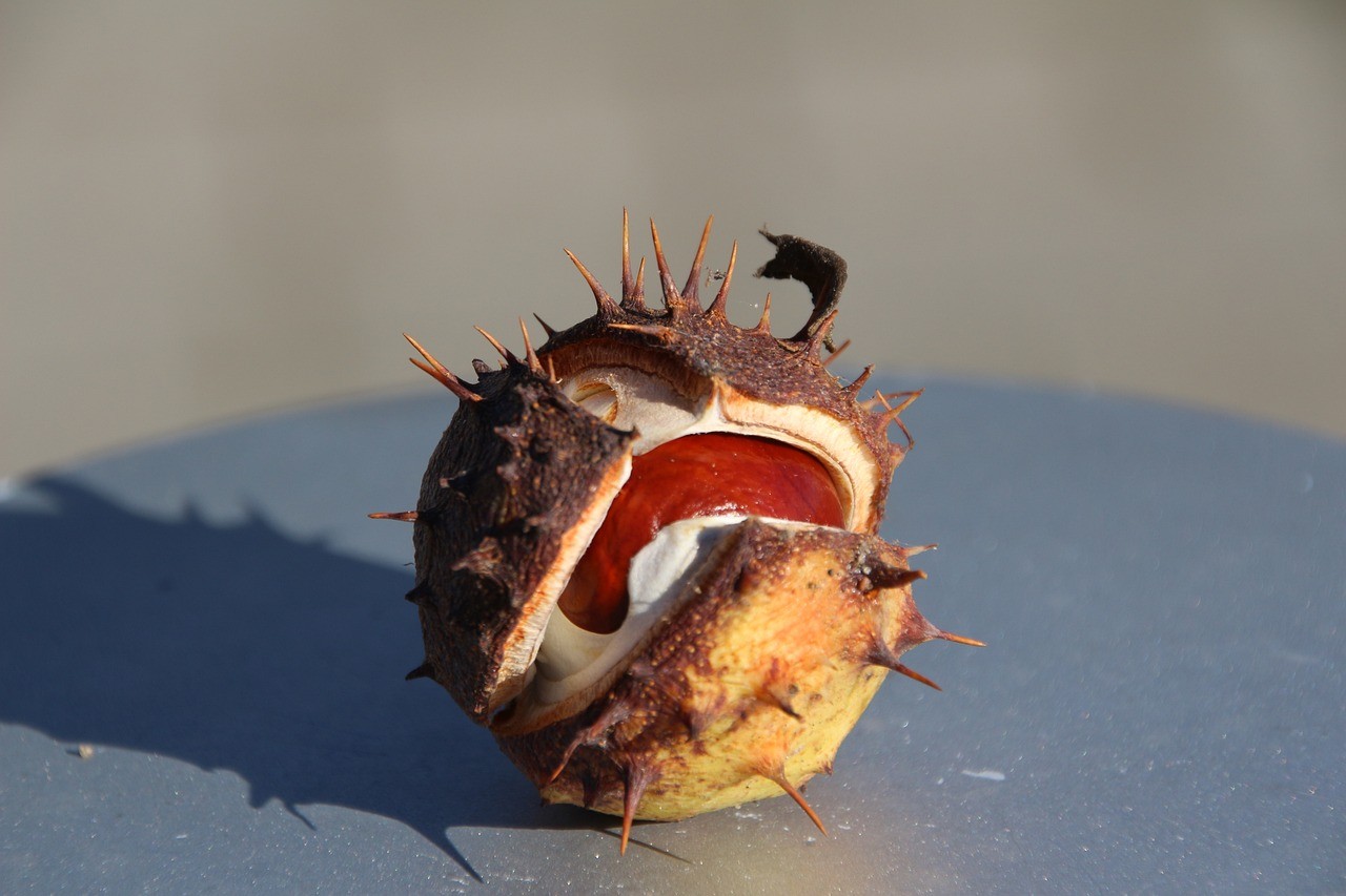 銀板和龍魚(yú)混養(yǎng)好不好（龍魚(yú)可以和銀龍魚(yú)混養(yǎng)）