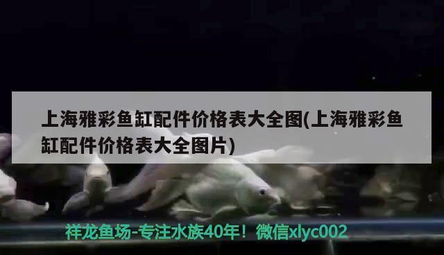 金龍銀龍魚圖片高清圖（金龍魚銀龍魚的價格）