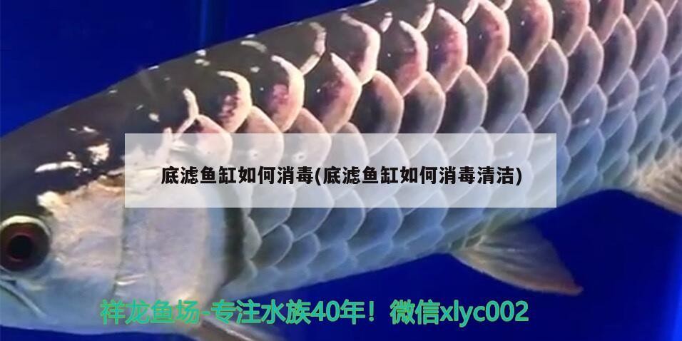 金龍銀龍魚圖片高清圖（金龍魚銀龍魚的價格）