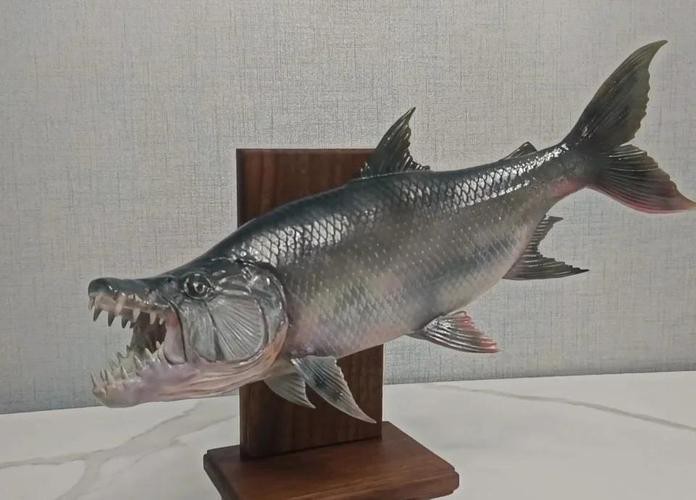 非洲虎魚圖片 非洲虎魚圖片 龍魚論壇 第1張