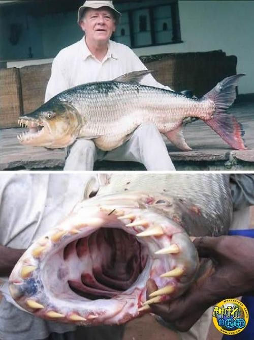 非洲虎魚圖片 非洲虎魚圖片 龍魚論壇 第5張