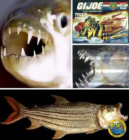 非洲虎魚圖片 非洲虎魚圖片 龍魚論壇 第6張