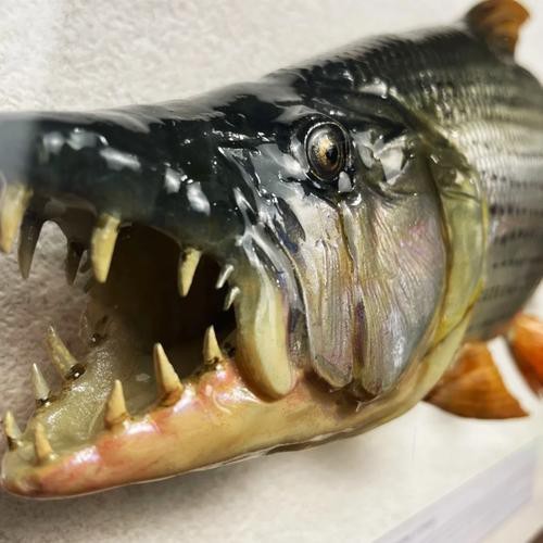 非洲虎魚圖片 非洲虎魚圖片 龍魚論壇 第12張
