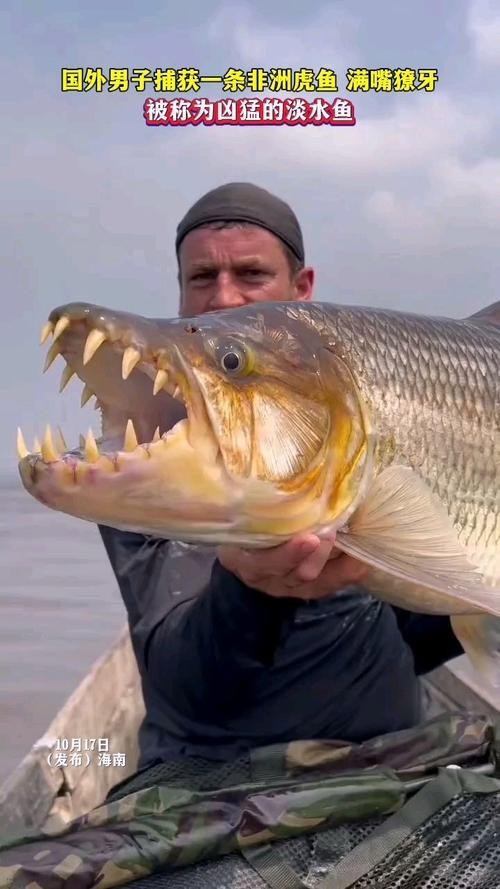 非洲虎魚圖片 非洲虎魚圖片 龍魚論壇 第10張