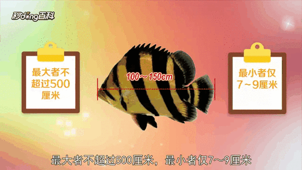 非洲虎魚圖片 非洲虎魚圖片 龍魚論壇 第15張