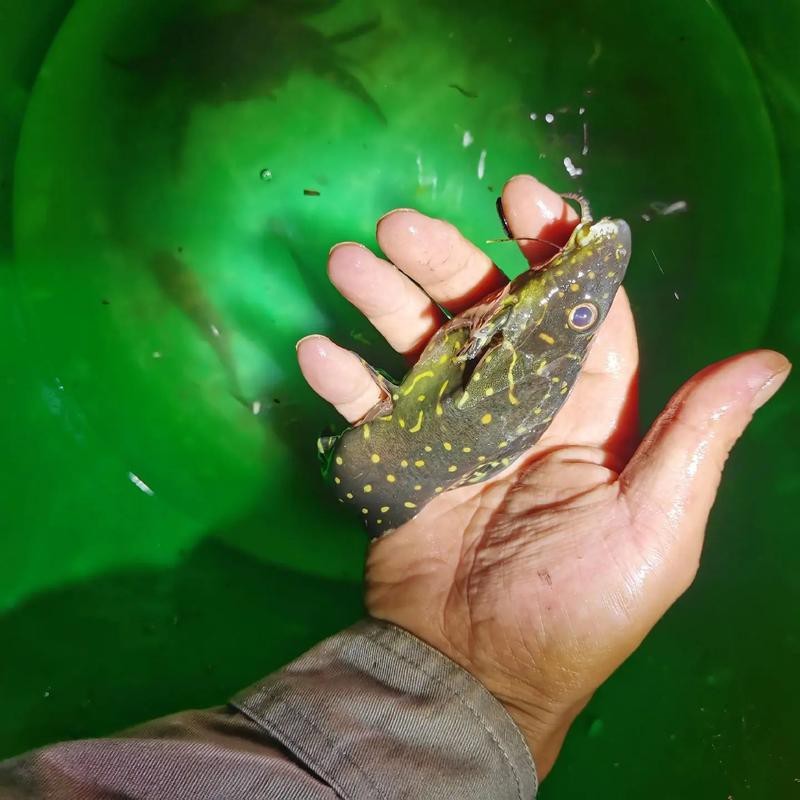非洲虎魚圖片 非洲虎魚圖片 龍魚論壇 第13張