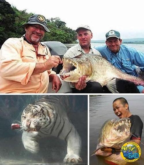 非洲虎魚圖片 非洲虎魚圖片 龍魚論壇 第11張