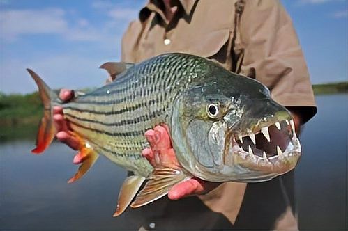 非洲虎魚圖片 非洲虎魚圖片 龍魚論壇 第23張