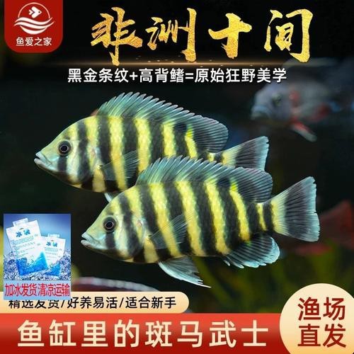 非洲虎魚圖片 非洲虎魚圖片 龍魚論壇 第20張
