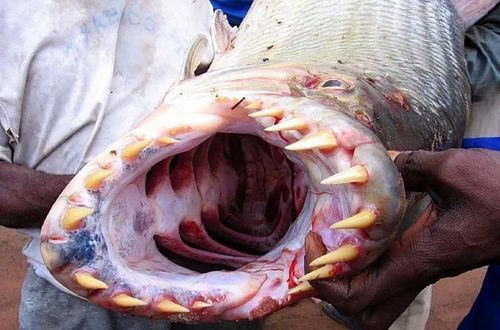 非洲虎魚圖片 非洲虎魚圖片 龍魚論壇 第21張