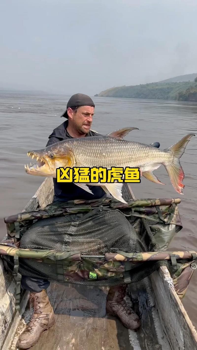 非洲虎魚圖片 非洲虎魚圖片 龍魚論壇 第26張