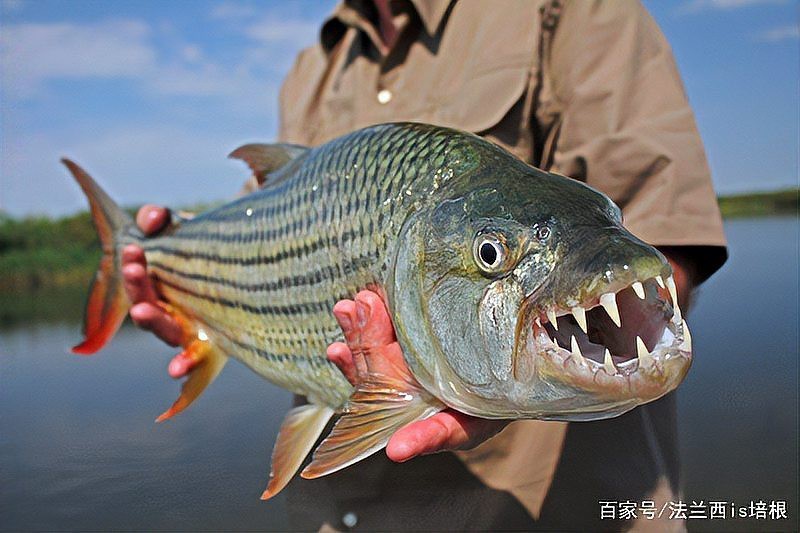 非洲虎魚圖片 非洲虎魚圖片 龍魚論壇 第25張