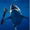 紅尾平克魚嘴欠嘛