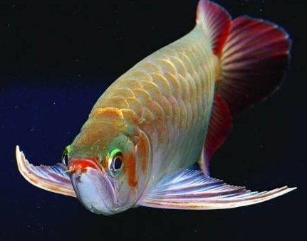 大湖紅龍魚特點 大湖紅龍魚特點 龍魚論壇 第2張