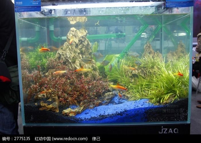 世界頂級魚缸造景圖片：三湖慈鯛魚缸造景頂級圖片
