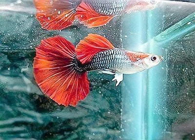 孔雀魚比賽有哪些常見的品種？