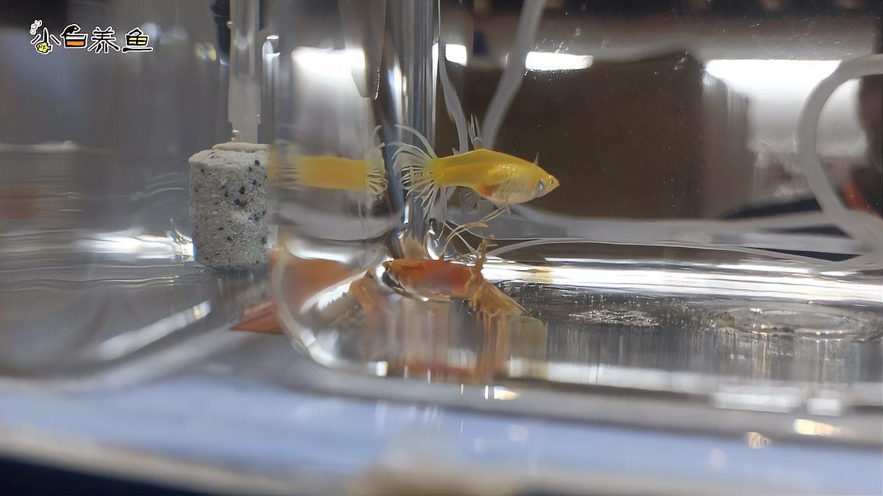 孔雀魚比賽有哪些常見(jiàn)的品種？