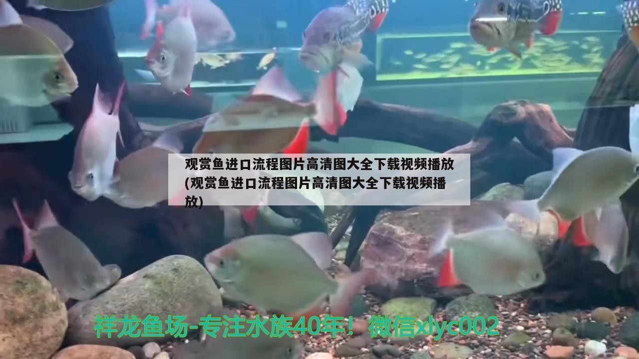魚缸養的銀龍可以吃嗎有毒嗎：小魚缸養銀龍魚會長不大嗎
