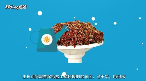 魚缸彩葉草的養殖方法和注意事項：彩葉草的養殖方法和注意事項詳情