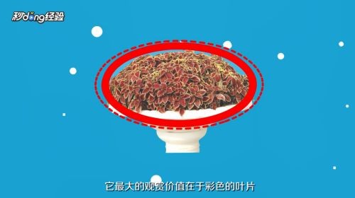 濠江龍魚養殖成本大概是多少，濠江龍魚養殖成本一般是多少？