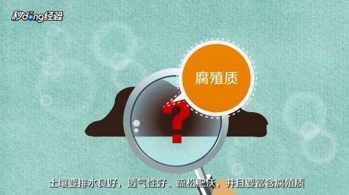 魚缸彩葉草的養殖方法和注意事項：彩葉草的養殖方法和注意事項詳情