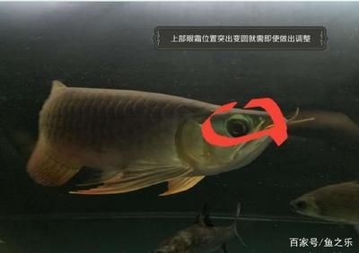 龍魚側燈離水平面多少【龍魚側燈的安裝高度】