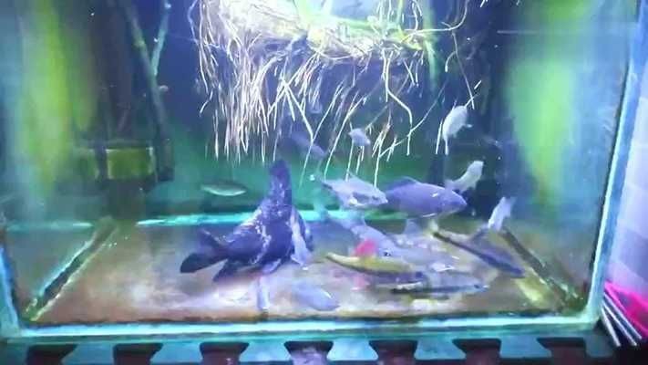 龍魚缸起藻怎么辦視頻，龍魚缸藻類控制技巧