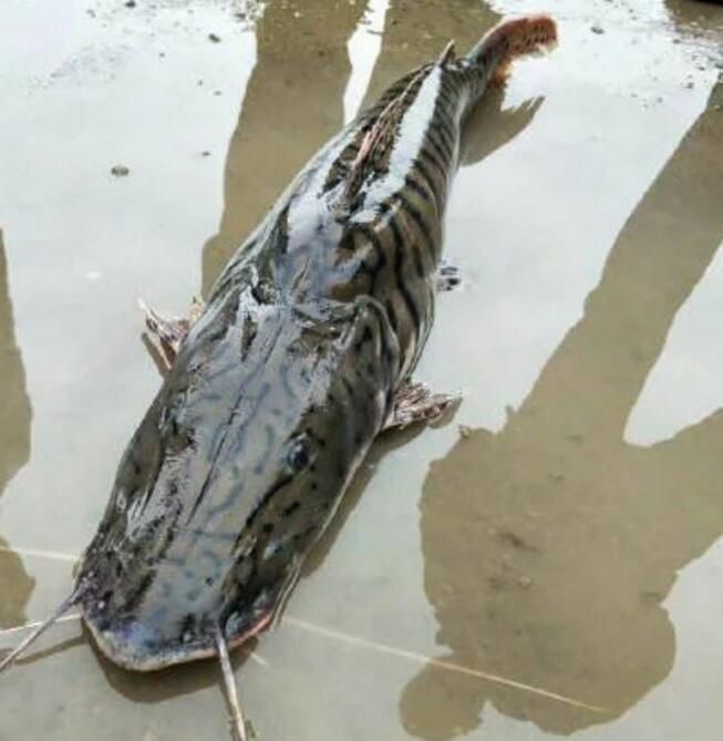 虎皮鴨嘴鯰魚