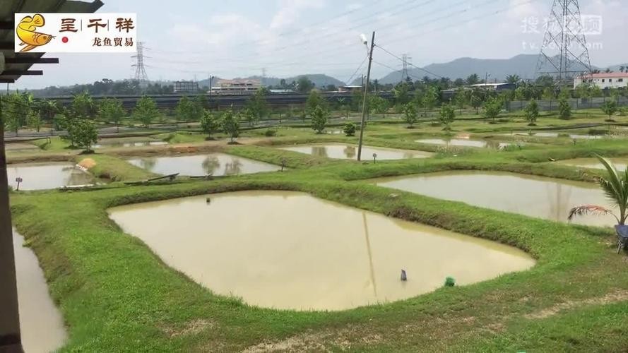 廣州龍魚養殖基地