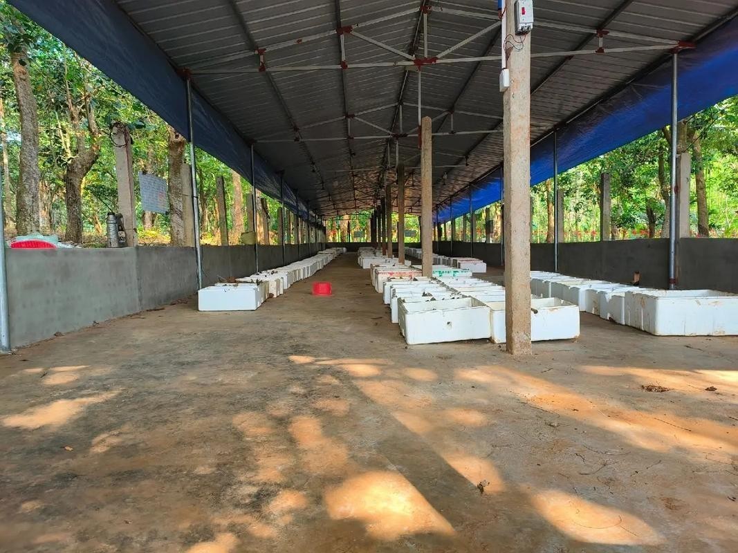 廣州龍魚養殖基地