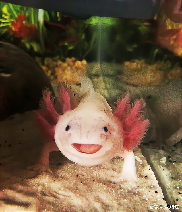 六角恐龍魚要吃什么食物好 六角恐龍魚要吃什么食物好 龍魚百科 第5張