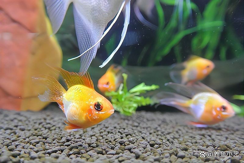 有沒(méi)有更簡(jiǎn)潔的龍魚(yú)缸開(kāi)缸教程？