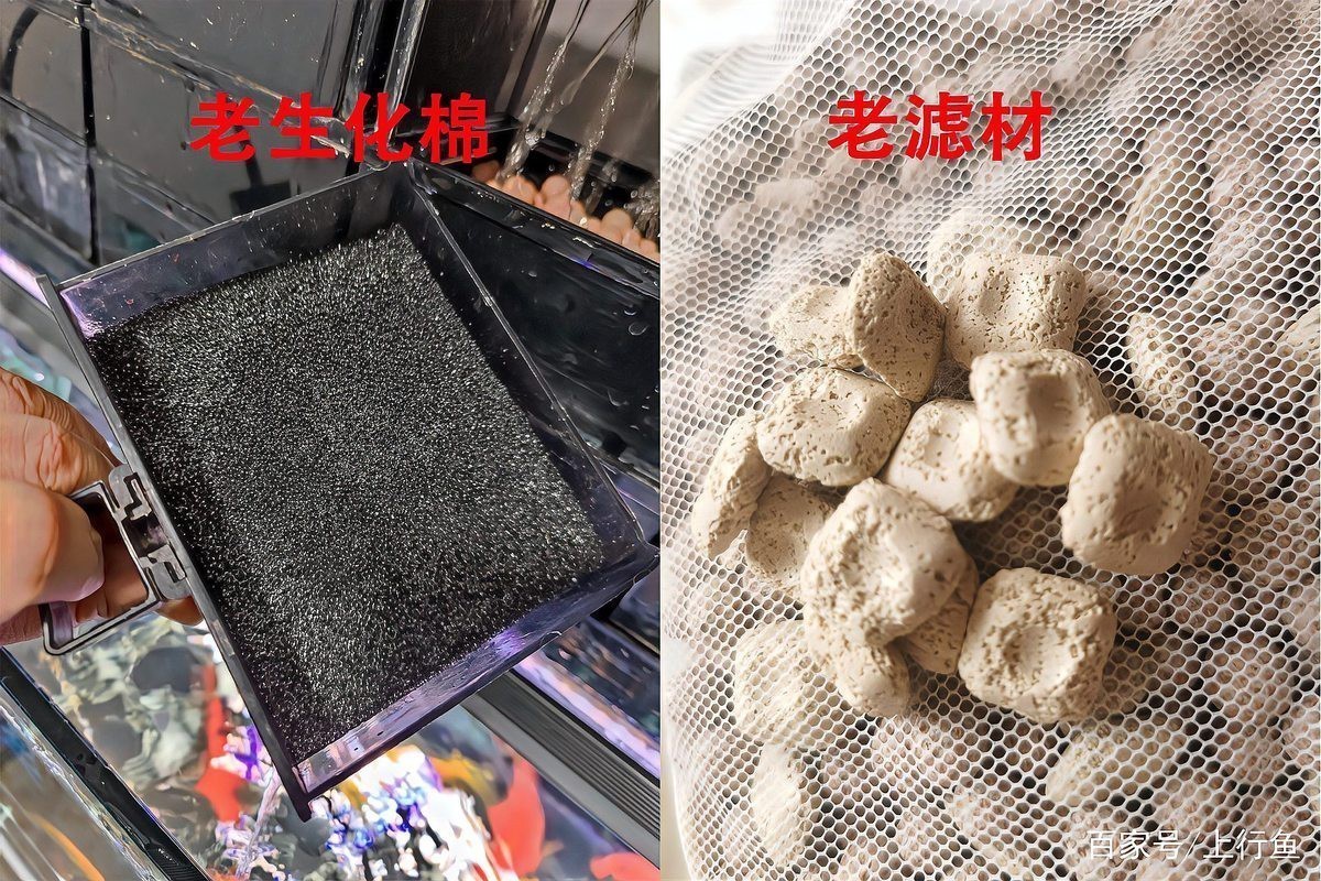 有沒有更簡潔的龍魚缸開缸教程？
