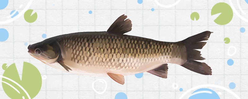 草魚是什么魚是淡水魚嗎 草魚是什么魚是淡水魚嗎 銀龍魚百科