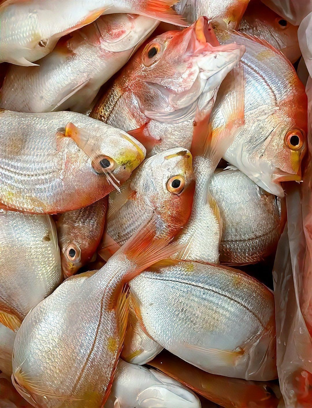 紅立魚(yú)介紹