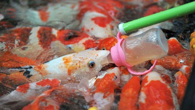 活魚批發市場進貨渠道 龍魚論壇 第7張 活魚批發市場進貨渠道 活魚批發市場進貨渠道 龍魚論壇 第7張