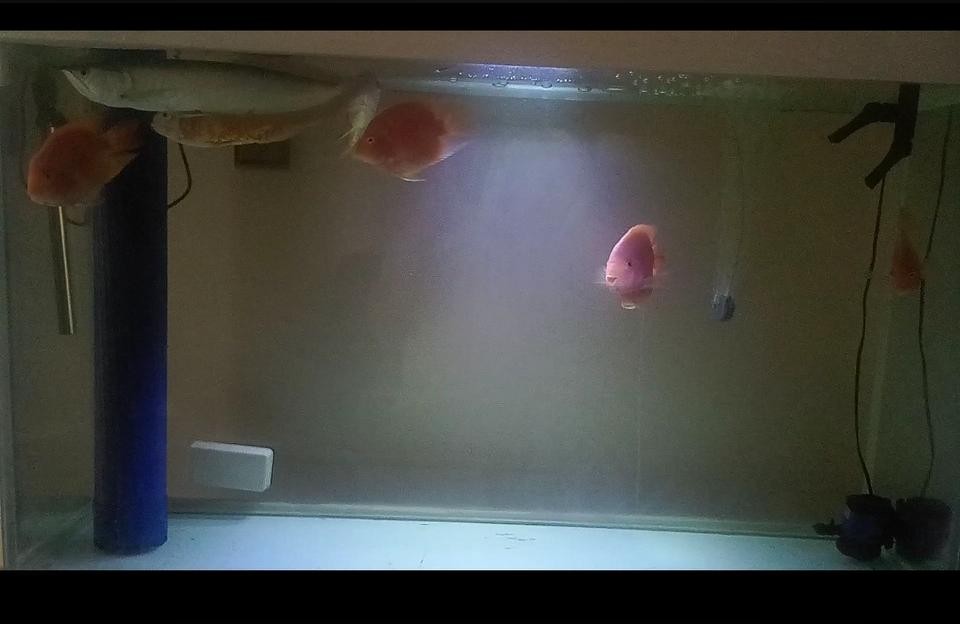 銀龍魚好養嗎怎么養【銀龍魚如何馴食】