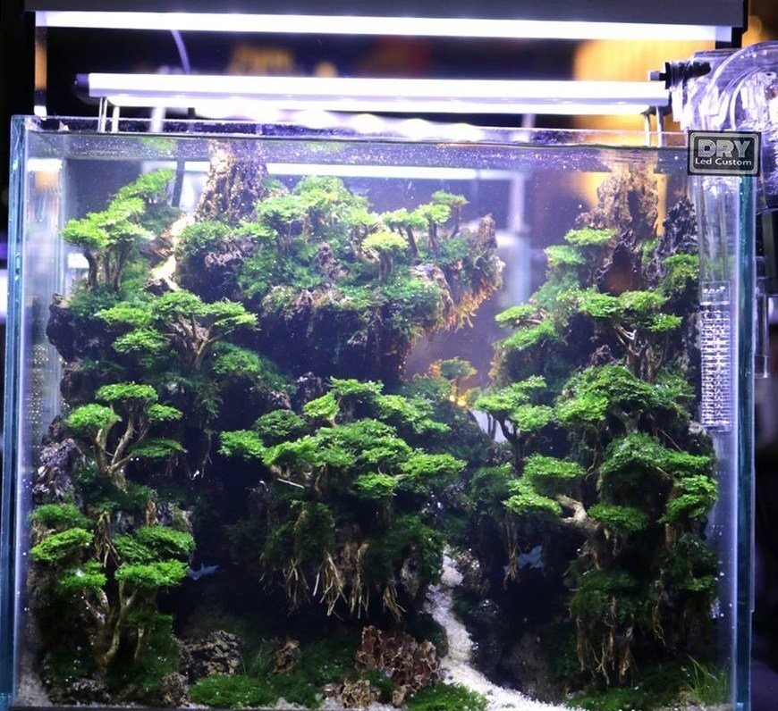 如何欣賞和評價一個草缸造景作品？ 如何欣賞和評價一個草缸造景作品？ 2025長城杯龍魚大賽 第5張