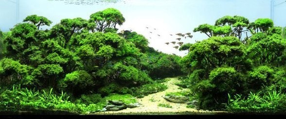 如何欣賞和評價一個草缸造景作品？ 如何欣賞和評價一個草缸造景作品？ 2025長城杯龍魚大賽 第6張