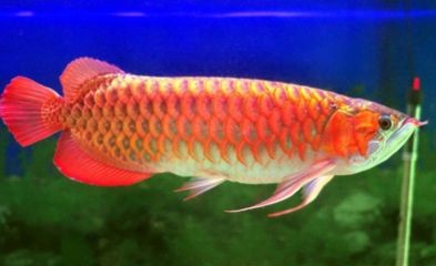 價值百萬的金龍魚是什么品種的魚（世界上最貴的金龍魚品種價值百萬的金龍魚是什么品種）