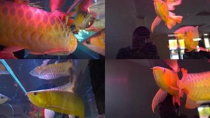 價值百萬的金龍魚是什么品種的魚（世界上最貴的金龍魚品種價值百萬的金龍魚是什么品種）