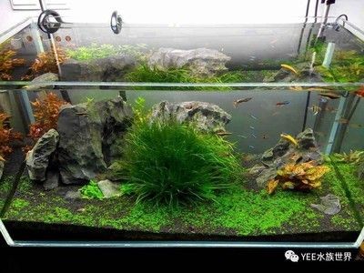 魚缸壞了怎么辦？：壞掉的魚缸處理需要根據魚缸損壞的程度和原因和原因