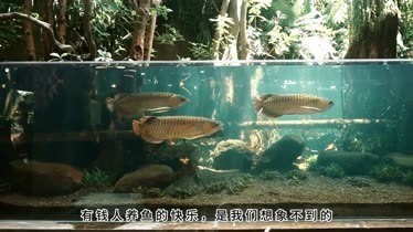 龍魚設備評測視頻 龍魚設備評測視頻 2025長城杯龍魚大賽 第6張