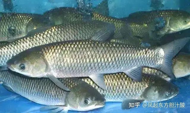 瘦身魚為什么不建議吃