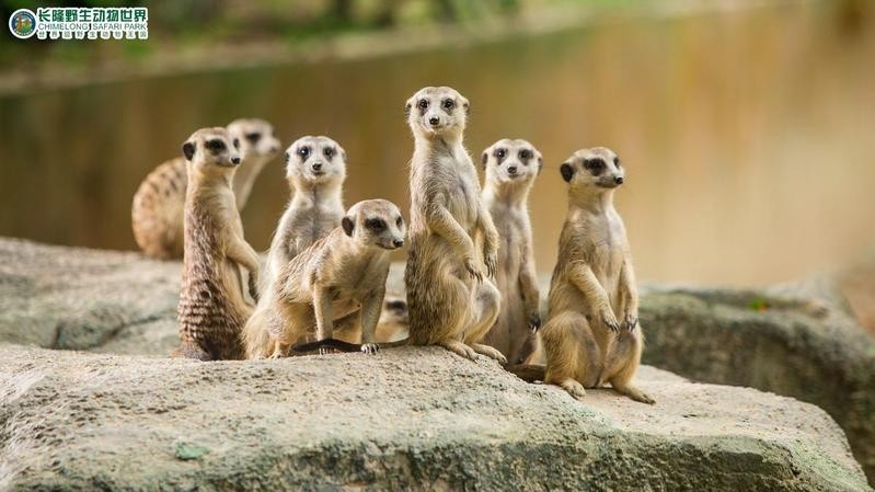 長隆野生動物園門票有效期是多久？